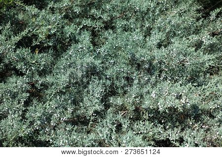 Shoots Of Juniperus Media With Blue Green Foliage And Berries