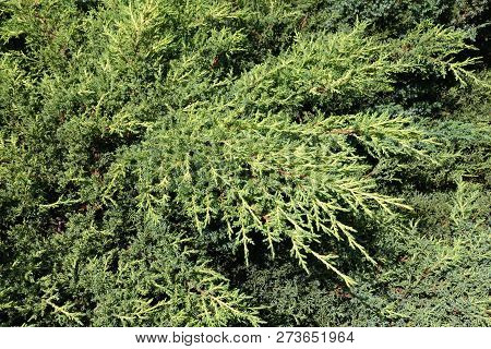 Foliage Of Ornamental Cultivar Of Juniperus Squamata