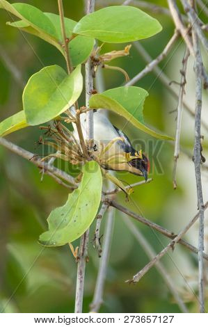Bird (nectariniidae) On Branches Of Bushes, Of Currants.