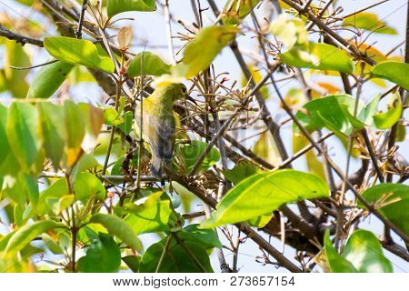 Bird (nectariniidae) On Branches Of Bushes, Of Currants.