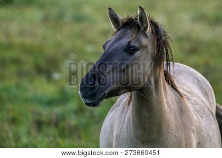 Herd Of Horses Grazing In A Meadow In The Mist. Horses In A Foggy Meadow In Autumn. Horses And Foggy