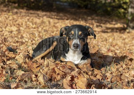 Beautiful Appenzeller Mountain Dog In The Autumn
