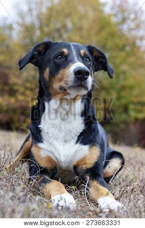 Beautiful Mountain Dog In The Autumn, Appenzeller Sennenhund