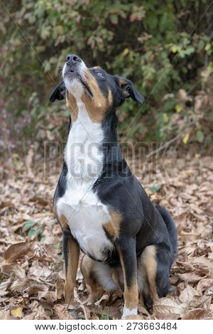 Beautiful Mountain Dog In The Autumn, Appenzeller Sennenhund