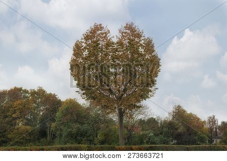 Tree In The Shape Of Heart Valentine
