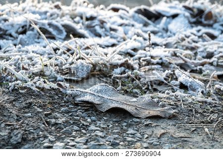 Frozen Iced Leaf And Grass On The Ground Covered In Hoar Frost A Cold Early Nordic Winter Morning At