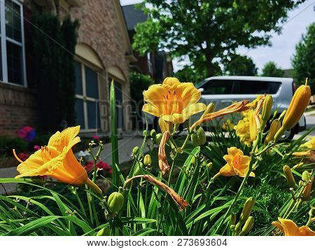 Garden Of Canna Lily Yellow On A Sunny Day
