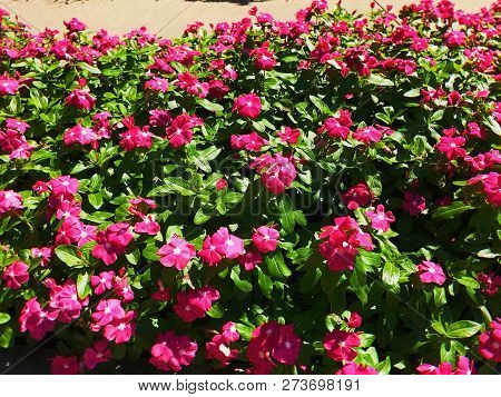 Garden Of Busy Lizzie Pink With Sun Reflecting Her Beauty