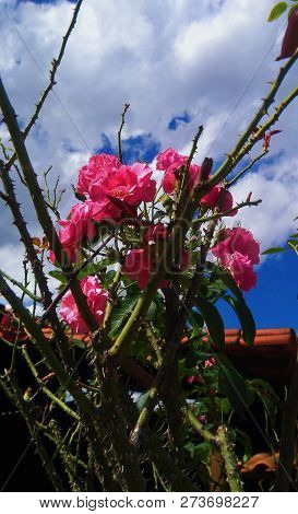 Brazilian Carnation With Blue Sky Landscape In Day