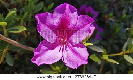 Pink Flower Bud On Blurred Green Background