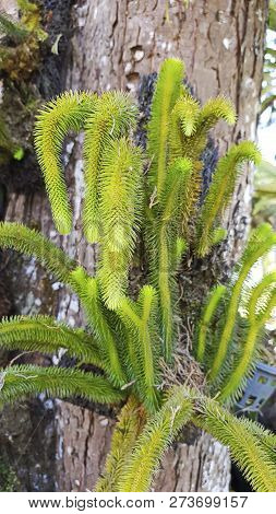 Green Branches Grow Through The Bark Of A Tree