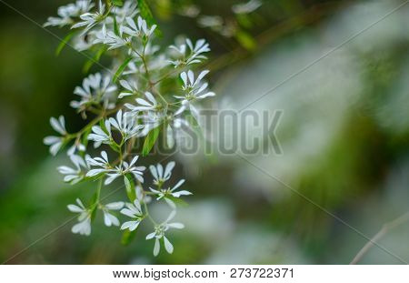 Euphorbia Ieucocephala Lotsy White Leaves Christmas In The Nature Background (white Christmas, Pascu
