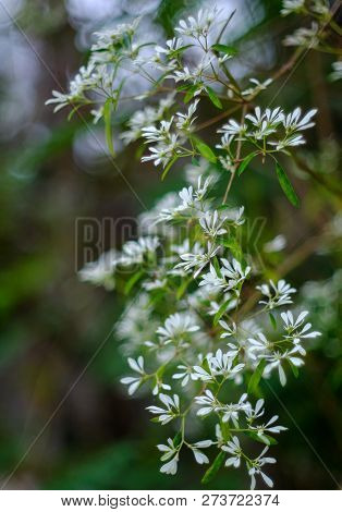 Euphorbia Ieucocephala Lotsy White Leaves Christmas In The Nature Background (white Christmas, Pascu