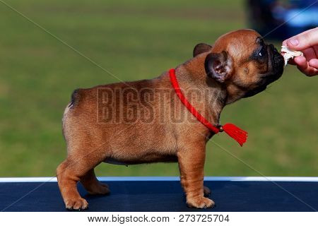 Puppy Breed French Bulldog A Close-up Outdoors