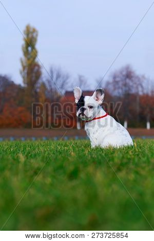 Puppy Breed French Bulldog A Sitting On Green Grass