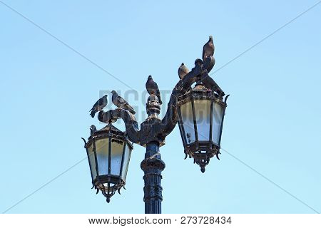 Group Of Pigeons Relaxing On The Gorgeous Vintage Style Street Lamps, Santiago, Chile