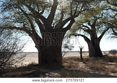 Baines Baobab From Nxai Pan National Park, Botswana