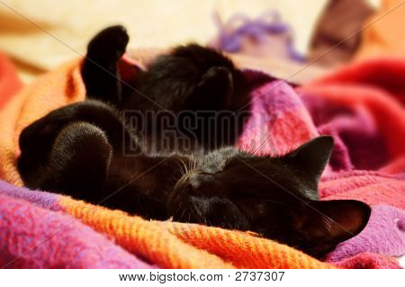 Schlafende Katze
