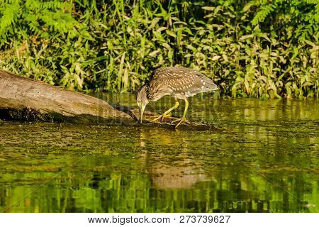 Photo Of Eurasian Bittern Great Bittern Wild Bird