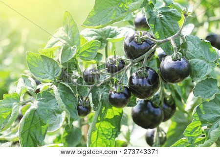 Black Tomatoes On A Branch In The Garden. Indigo Rose Tomato
