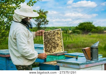 Beekeeper Is Working With Bees And Beehives On The Apiary. Frames Of A Bee Hive