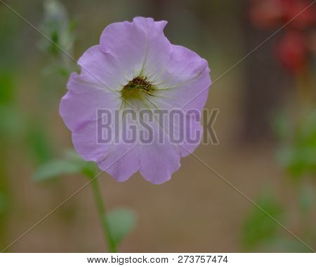 Malva Is A Genus Of Herbaceous Annual,