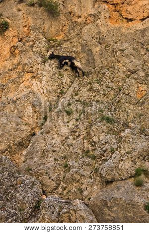 Goat On A Vertical Cliff At Aradena Gorge, Island Of Crete, Greece