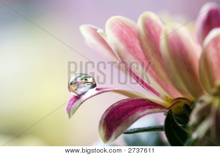 Flor
