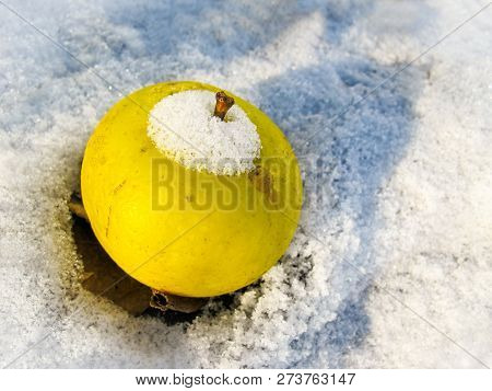 Yellow Apple On White Snow On A Sunny Frosty Day In Winter
