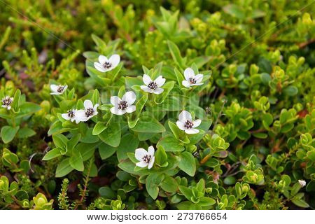 Cornus Suecica (chamaepericlymenum Suecicum) On Bolshoy Zayatsky Island