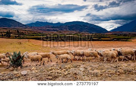 Herd of sheep on the spacious mountanious landscape in Peru