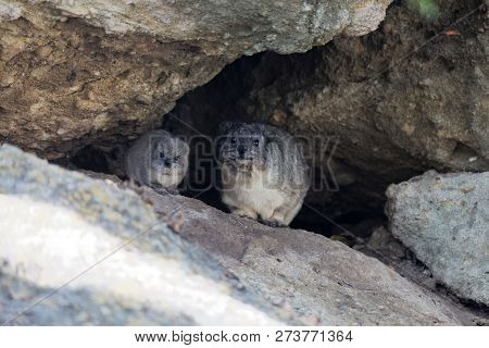 Adult And A Young Rock Hyrax (procavia Capensis)
