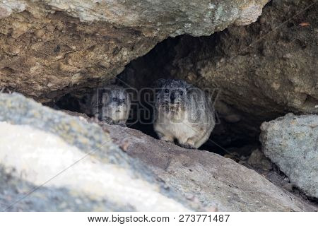 Adult And A Young Rock Hyrax (procavia Capensis)