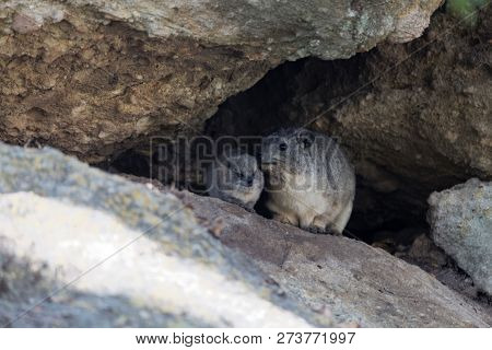 Adult And A Young Rock Hyrax (procavia Capensis)