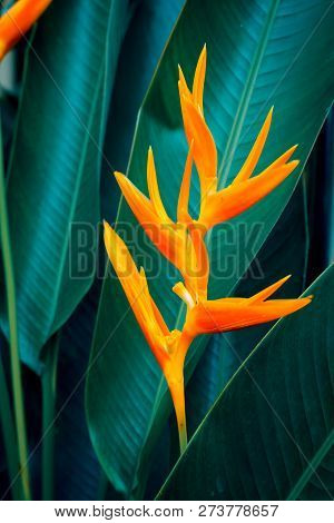 Heliconia Psittacorum Or Golden Torch Flowers With Green Leaves. Colorful Flower On Dark Tropical Fo