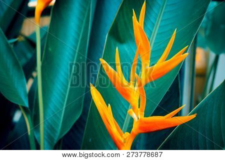 Heliconia Psittacorum Or Golden Torch Flowers With Green Leaves. Colorful Flower On Dark Tropical Fo