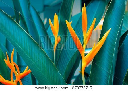 Heliconia Psittacorum Or Golden Torch Flowers With Green Leaves. Colorful Flower On Dark Tropical Fo