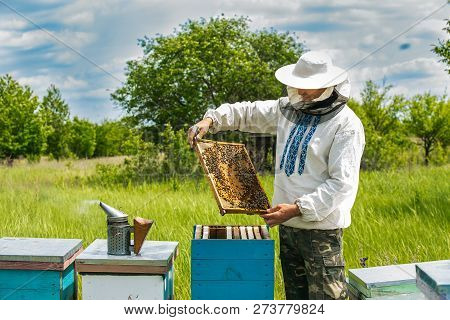 Beekeeper Is Working With Bees And Beehives On The Apiary. Frames Of A Bee Hive
