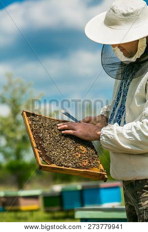 Beekeeper Inspecting Frame With Honeycomb Full Of Bees. Beekeeper At Work. Bees On Honeycombs.
