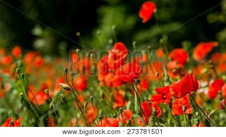 Glade Of Red Poppies. Flowers Red Poppies Blossom On Wild Field. Red Poppies In Soft Light. Opium Po