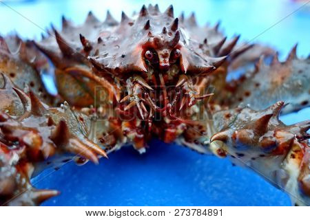 The Red King Crab (paralithodes Camtschaticus), Also Called Kamchatka Crab Or Alaskan King Crab, Is 