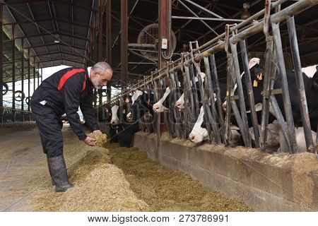 Farmer Working In A Farm Of Cows