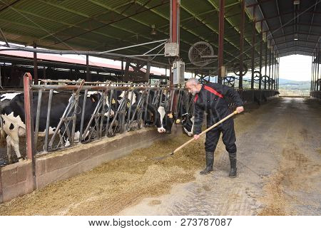 Farmer Working In A Farm Of Cows