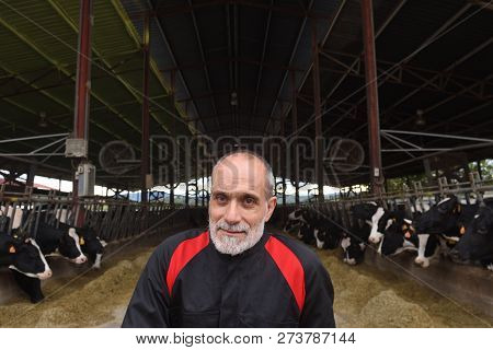 Portrait Of A Farmer In A Farm Of Cows