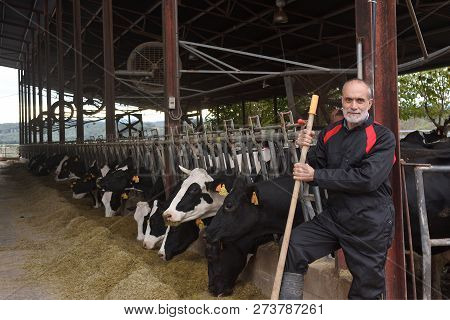 Portrait Of A Farmer In A Farm Of Cows