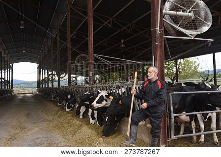 Portrait Of A Farmer In A Farm Of Cows