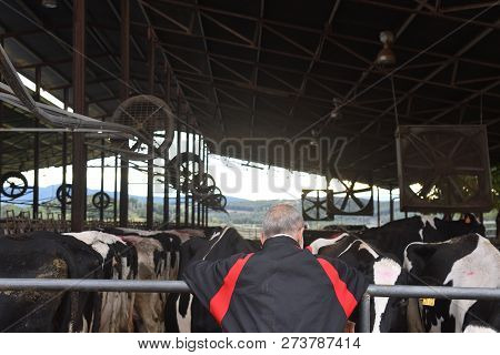 A Farmer Working In A Farm Of Cows