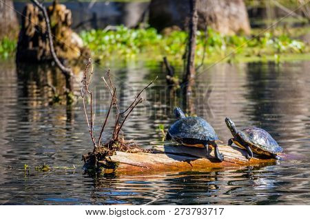 Two Big Painted Turtles In Abbeville, Louisiana