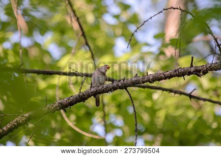 Thrush nightingale - Luscinia luscinia. The Nightingale singing. Fauna of Ukraine.