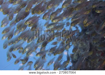 School Of Golden Sweepers On Coral Reef In Red Sea Off Dahab, Egypt